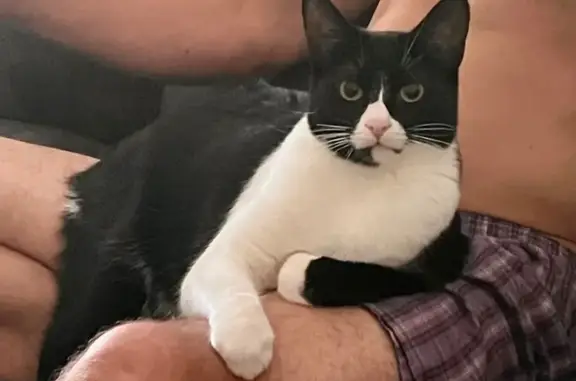 Lost: Petite Black & White Cat, Onaway