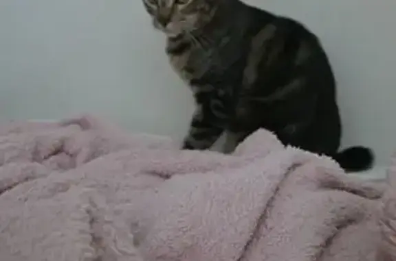 Lost Cat: 7-Month Whiskers, Tiny Tail