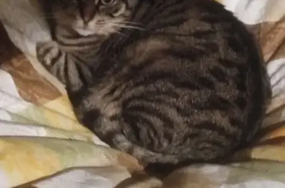 Animaux perdus Vesoul, photo: Chat perdu : mâle tigré, pucé à Vesoul