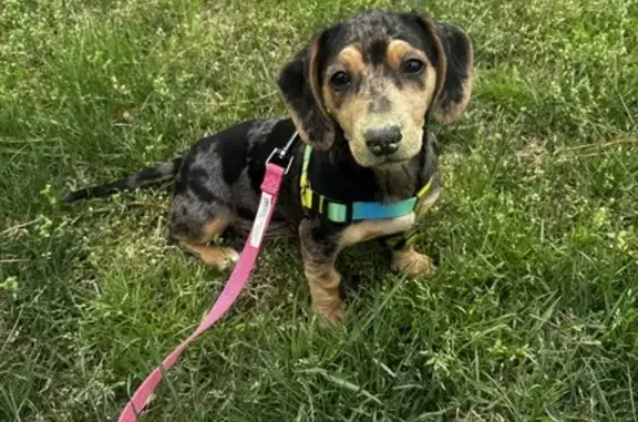 Help Find Penny: Lost Dog in Norfolk!