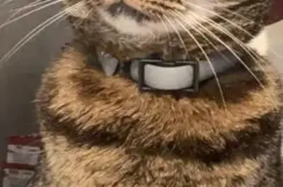 Chat perdu, , photo: Chatte 7 ans perdue à Montesquieu-des-Albères