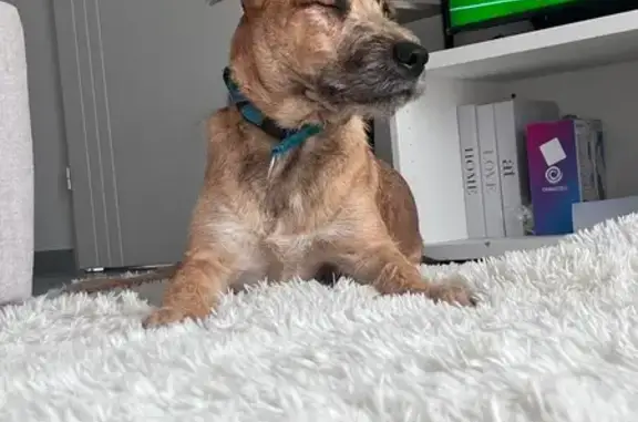 Chien perdu : Tyger, chiot 6 mois, Nantes - photo