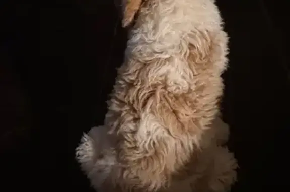 Lost Tan & White Dog in Alexander Area