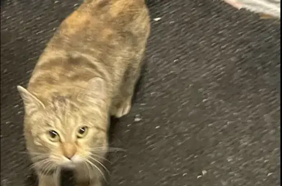 Friendly Tabby Found on Lakevi...