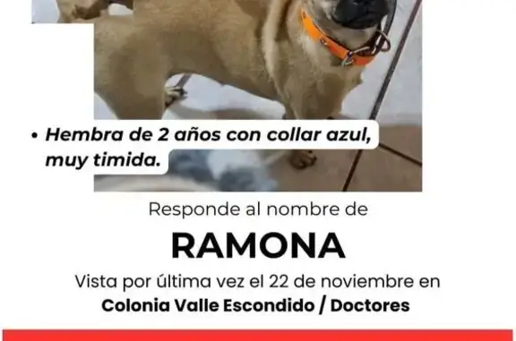 Perros perdidos, Piedras Negras, foto: Perro Perdido: Café Claro en Piedras Negras