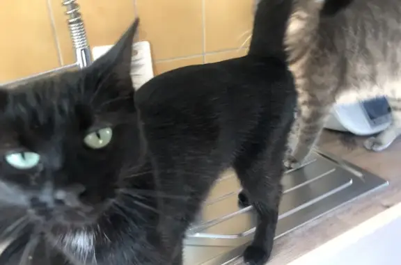 Chat perdu, , photo: Chatte noire perdue à Hudimesnil