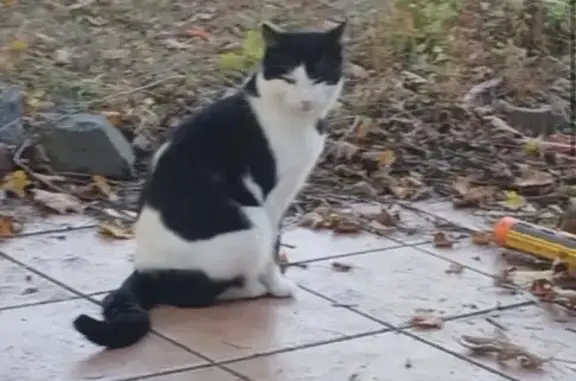 Lost Cat: Sweet & Food-Loving in Schenectady