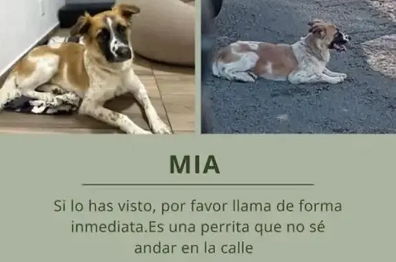 Perro perdido visto cerca de La Cúspide