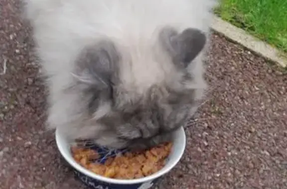 Found Cat with Blue Eyes in Ri...