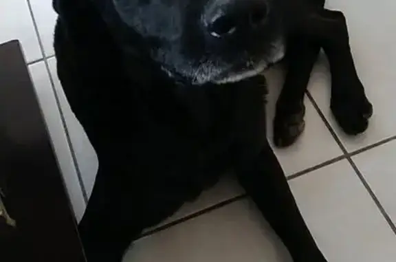 Chien noir âgé perdu, sociable et pucé - photo