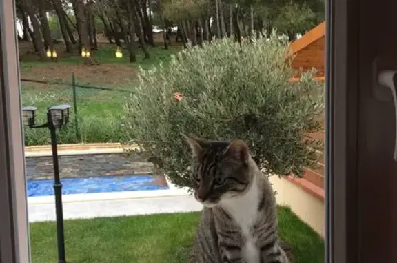 Chat perdu à Bompas : blanc et craintif - photo