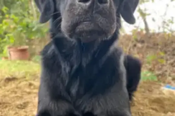 Animaux perdus , photo: Chienne noire perdue à Saint-Orens-Pouy-Petit