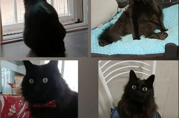 Gato Negro Perdido en Viladecans: Cariñoso y Juguetón