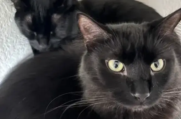 Lost: Black Long-Haired Cat in Woodbury