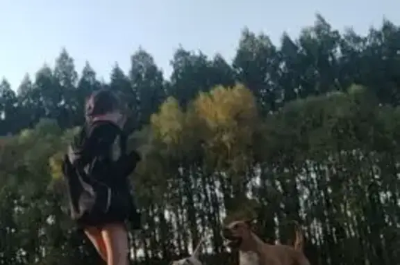 Perro Perdido en Mariñaleda: Ayuda Urgente