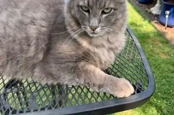 Lost Grey & White Cat: Red Collar, Puyallup