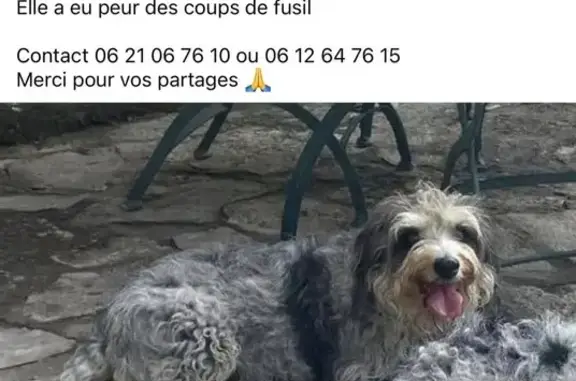 Chien perdu La Garde-Adhémar, photo : Chien perdu Chemin des Écharavelles