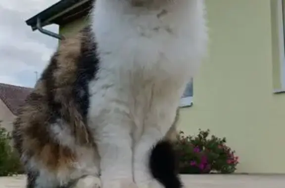 Animaux perdus Saint-Vallier, photo: Chat perdu : Filou, rue Émile Zola, St-Vallier