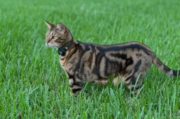 Lost Bengal Cat: Exotic & Friendly in Orlando