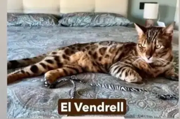 ¡Gato Bengalí Perdido en El Vendrell!