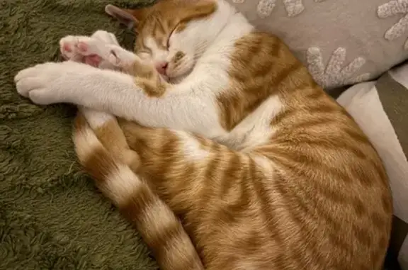 Chat roux et blanc perdu à Tulle - photo