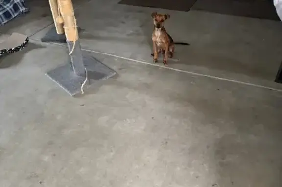 Found dog Kerman, photo: Found: Young Dark Brindle Chihuahua Mix