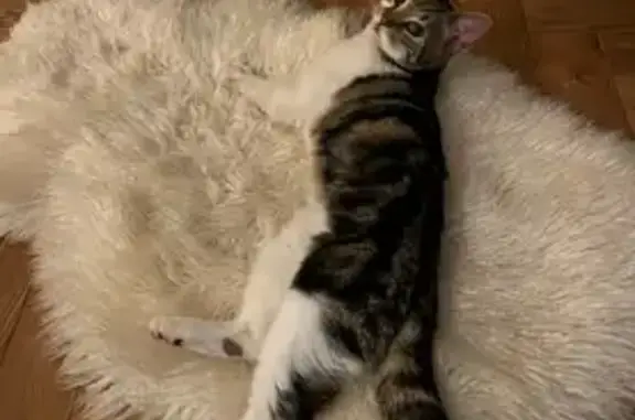 Animaux trouvés , photo: Chaton mâle câlin trouvé à Amiens