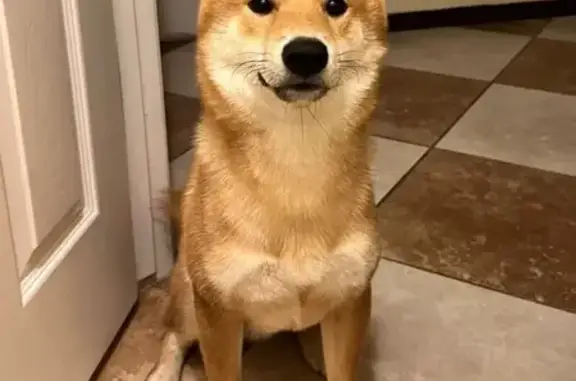 Lost Brown Dog: Friendly, No Collar