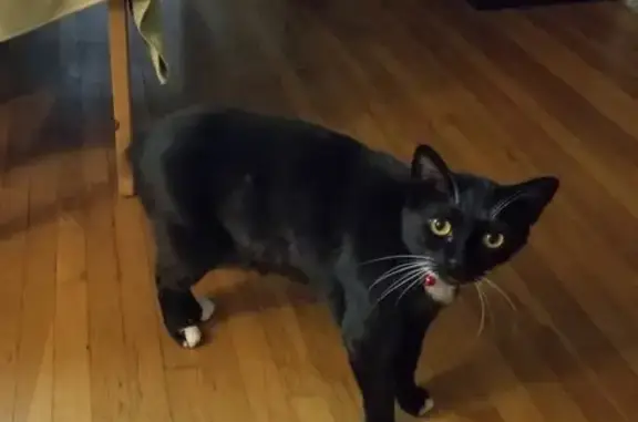 Lost Black Cat: Buster in San Tan Valley