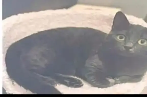Chat perdu depuis 4 semaines à Givors - photo