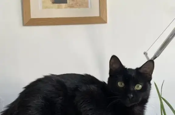Chat perdu, Besançon, photo: Chatte noire perdue à Besançon