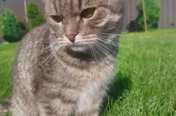 Зникла кішка на Різдвяній вулиці