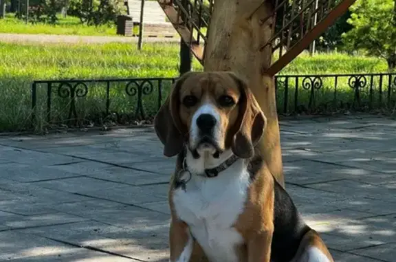 Зникла собака на Героїв полку «Азов», Київ