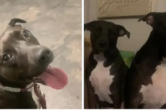 Lost Aussie-Pitt Mix: Dark Brown & White