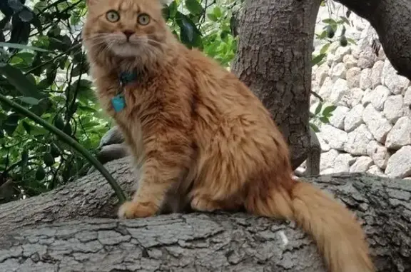 Gatos perdidos, La Orotava, foto: Gato Naranja Perdido en La Orotava