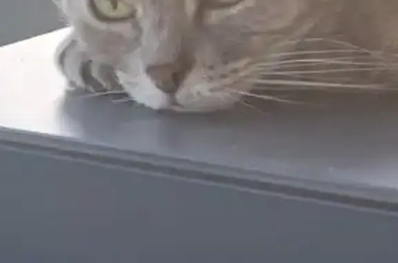 Chat perdu, , photo: Recherche Chatte Grise Tigrée - Mimoune