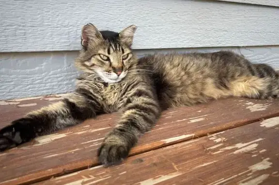 Lost Cat: Brown/Black/White, Eagan Area