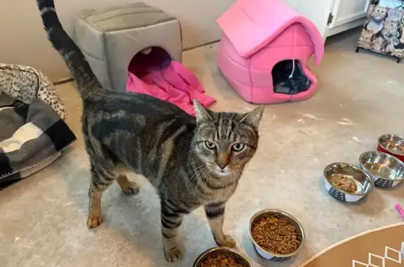 Friendly Cat Found on Broad St...