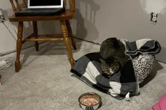 Shy Cat Found on Broad St, Bra...