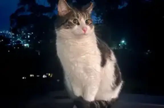 Lost Black & White Cat on Karoola Rd