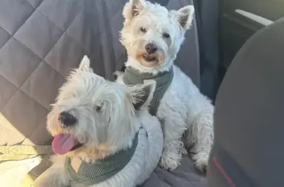 Lost Westie: Last Seen Near Roadhouse Cafe