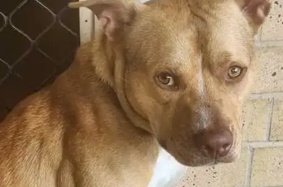 Friendly Lost Dog: Fernando St, Moreton Bay