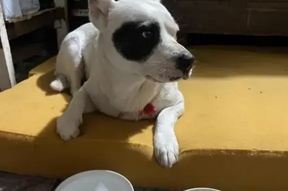 cachorro desaparecida