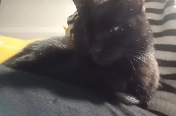 Gato Negro Manso Encontrado en...