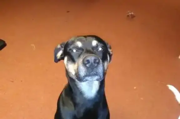 Lost Dog: Black/Brown, 40lbs, Malvern Area