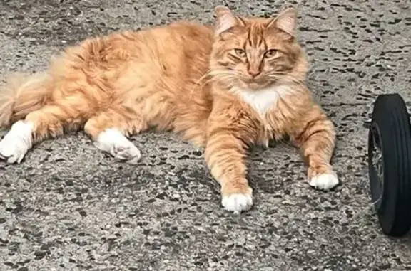 Lost Friendly Cat: Ginger & White, Marion