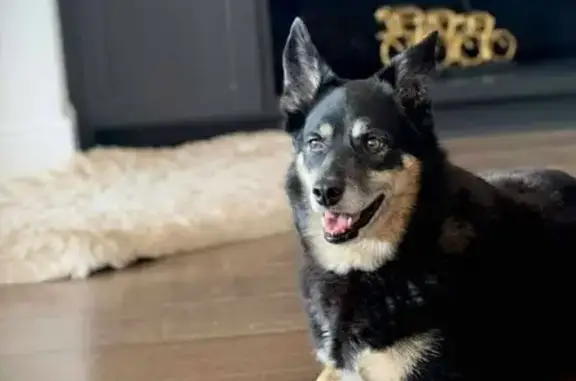 Friendly Lost Dog: Maddie in Bon Wier