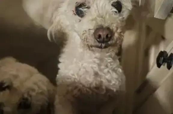 Lost: Small White Toy Poodle, Clay Loop