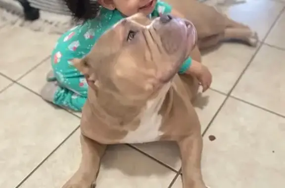 Lost Dog: Tan & White, Black Tail - St. Paul