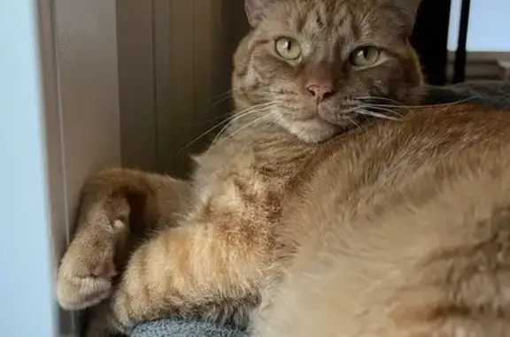 Missing cat , photo: Lost Orange Tabby: Tofu Missing in Collingswood